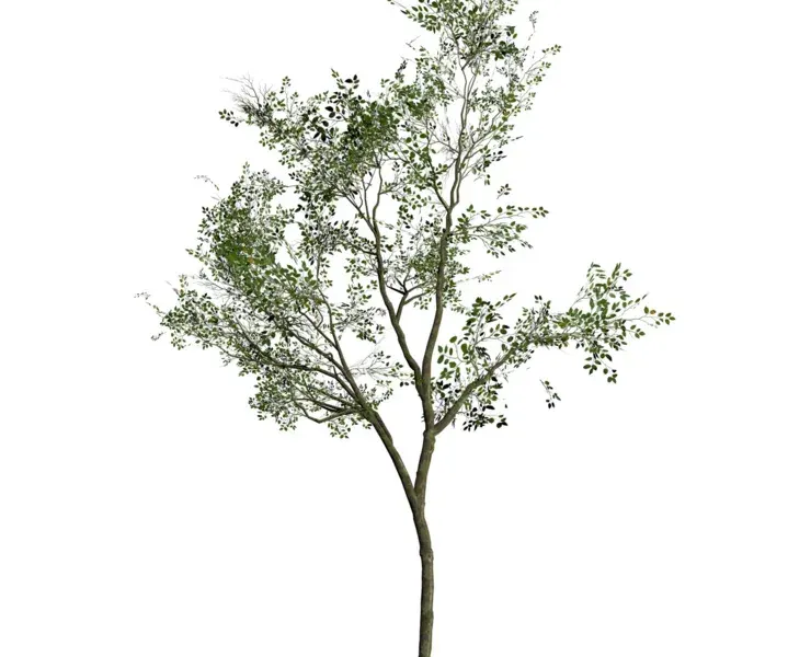 Realistic Silver Birch Tree 3D Model for game and Landscape Design