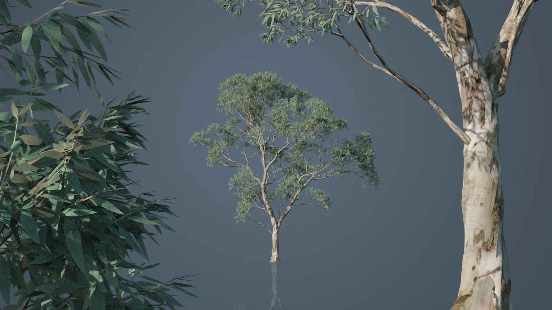 Eucalyptus Willow Trees