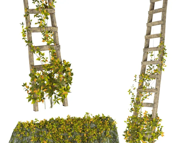 Easy to Use 3D Model of Vine Climber Plant on Ladder and Rock