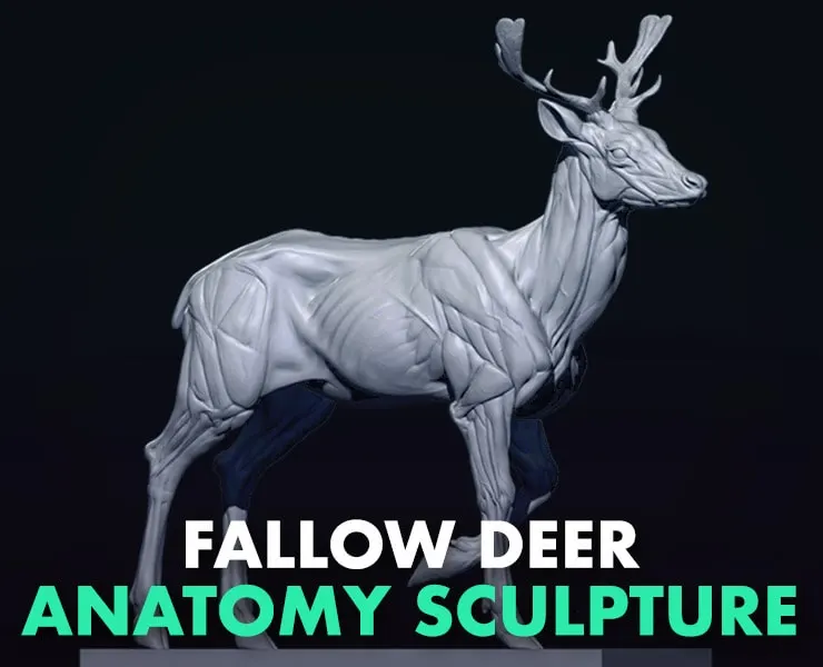 Mesopotamian Fallow Deer Ecorche Anatomy Sculpture