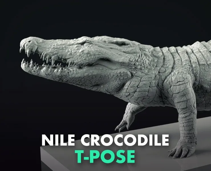 Nile Crocodile 3D Model - T-Pose, LowPoly, SubD & HighPoly Decimated