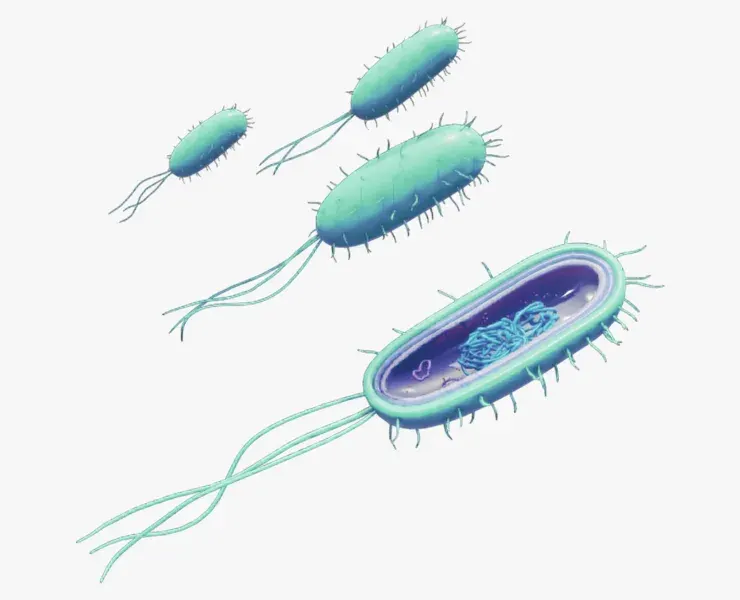 Prokaryotic Bacteria Cell Anatomy