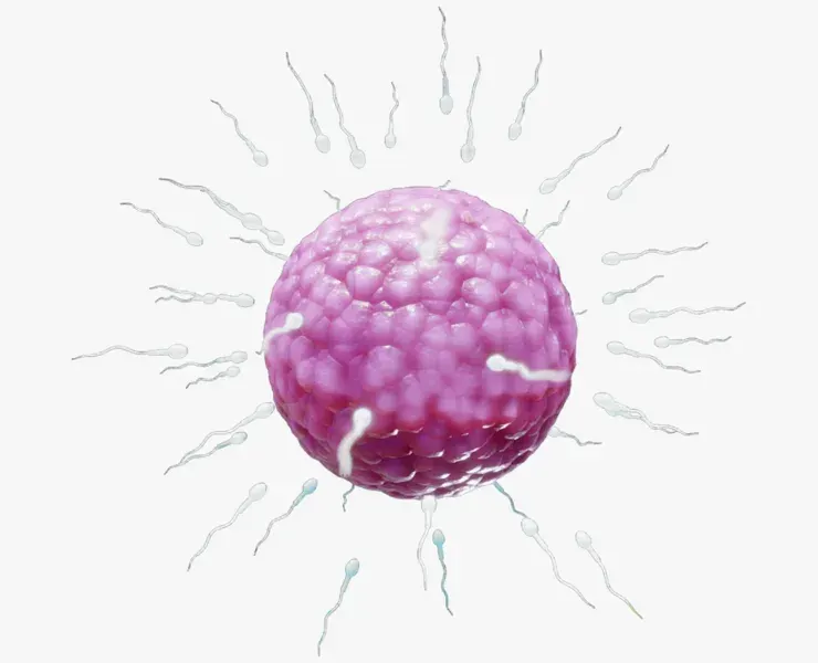 Human Fertilization of Sperm and Egg cell (Ovum)