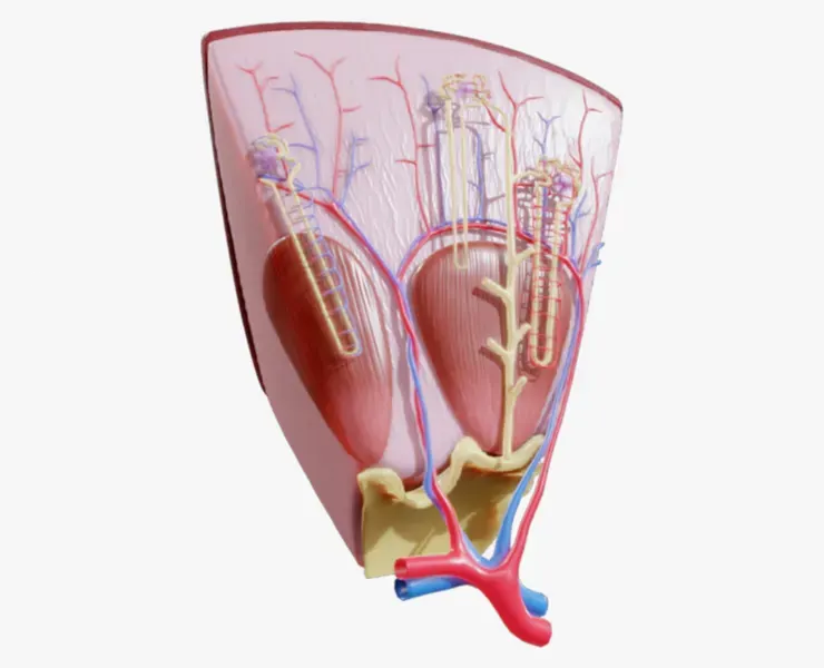 Kidney Nephron Structure Anatomy