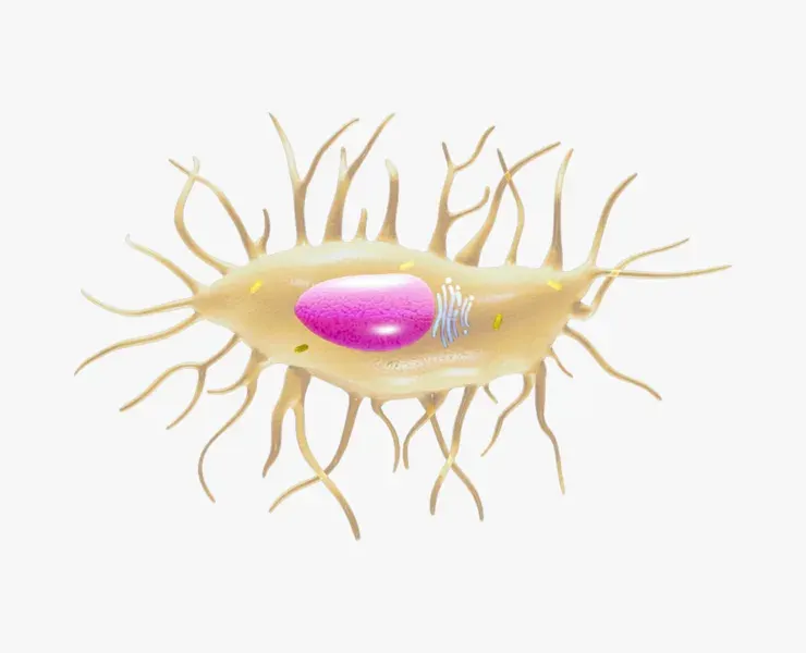 Osteocyte Bone Cell