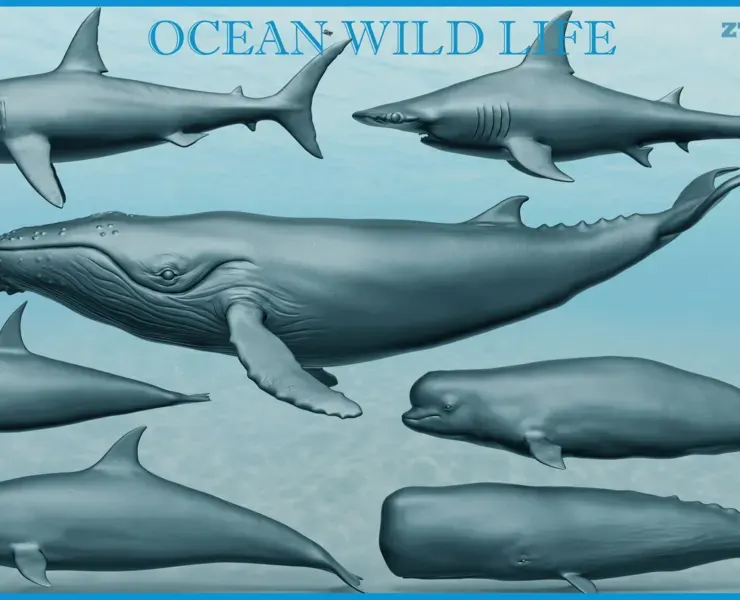 Ocean Wildlife Collection