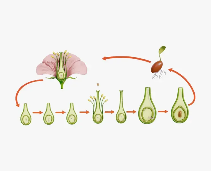 Parts of A Flower - Ovary Stages