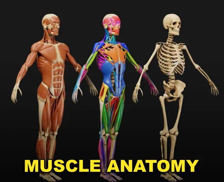 Muscle Anatomy Visualized - Ecorche