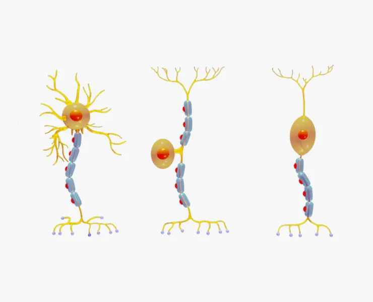 Types of Neurons