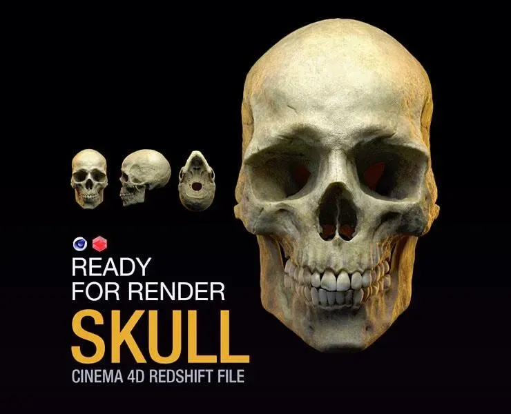 Human Skull - Cinema 4D & Redshift