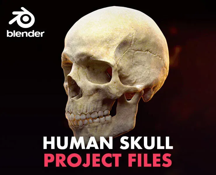 Human Skull - Blender Eevee & Cycles File