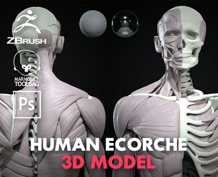 Human Ecorche - Model Muscles and Skeleton - 3D model