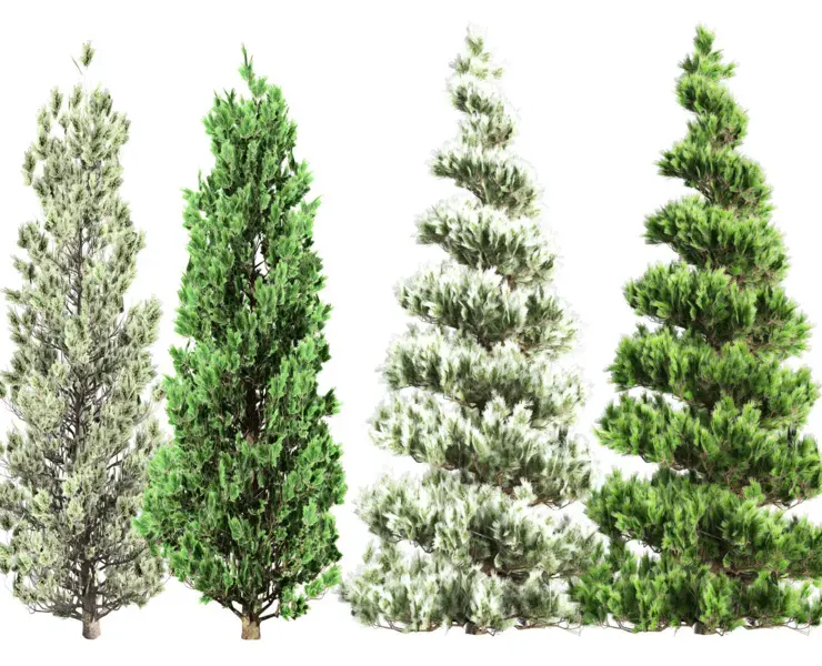 Green and white Coated Pine Trees pack