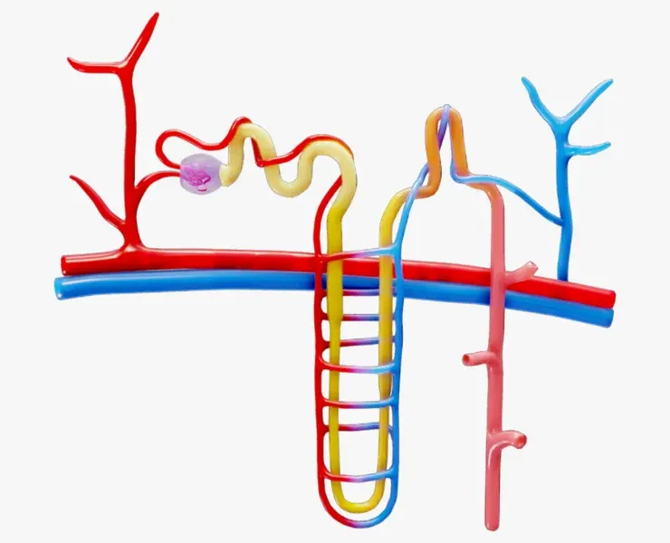 Kidney Nephron Structure Anatomy