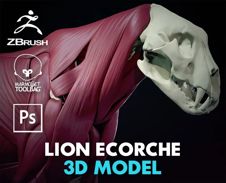 Lion Ecorche - Model Muscles and Skeleton - 3D model