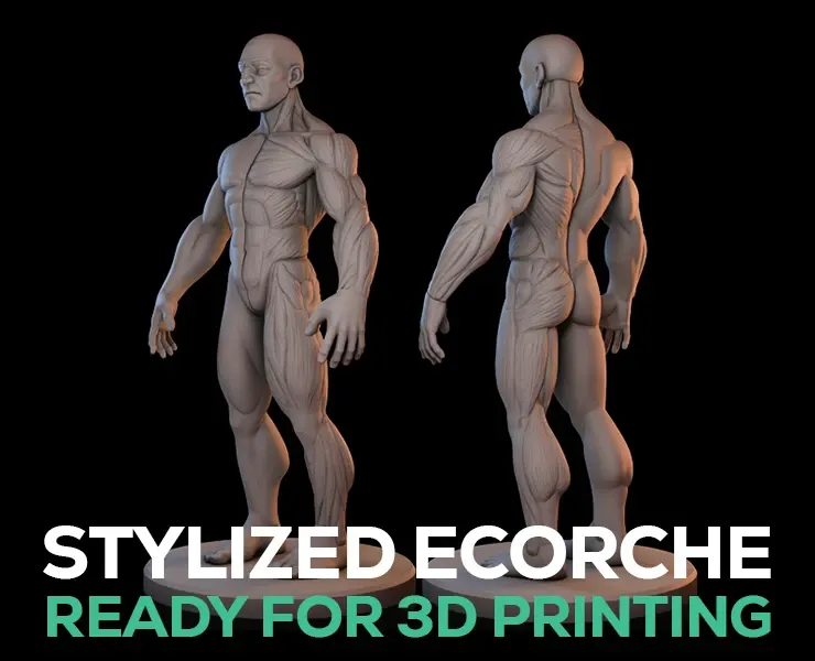 Stylized Male Ecorche Pack - Ready to Print