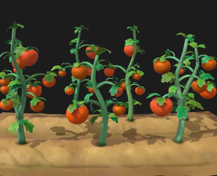 tomato farm