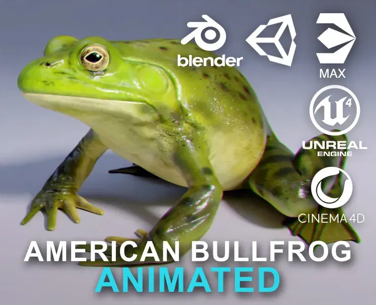 American Bullfrog - Animated
