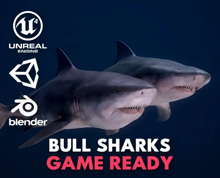 Bull Sharks - Game Ready