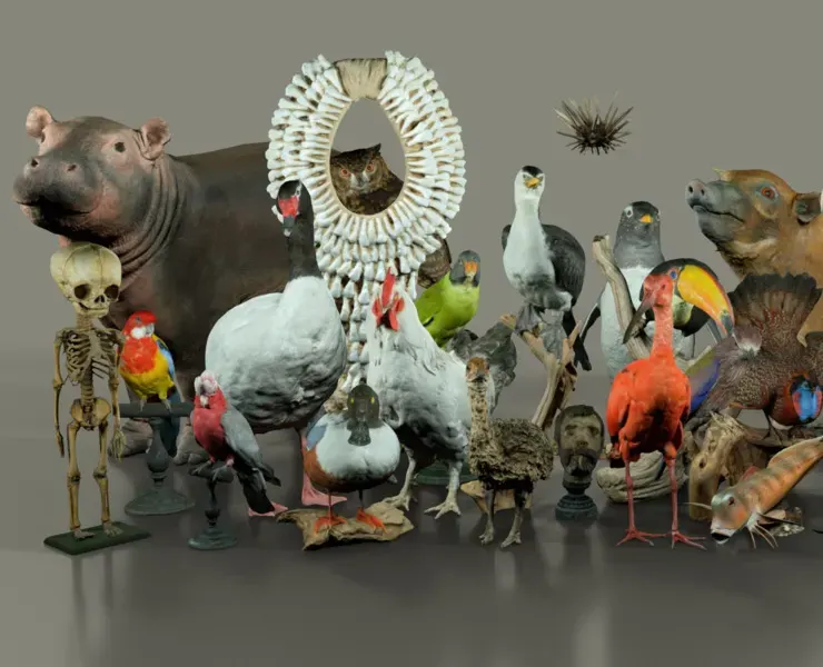 26 Museum Animals