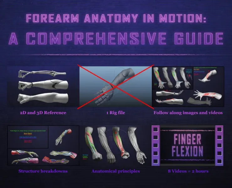 Forearm Anatomy in Motion: A Comprehensive Guide - Movement Mastery Package