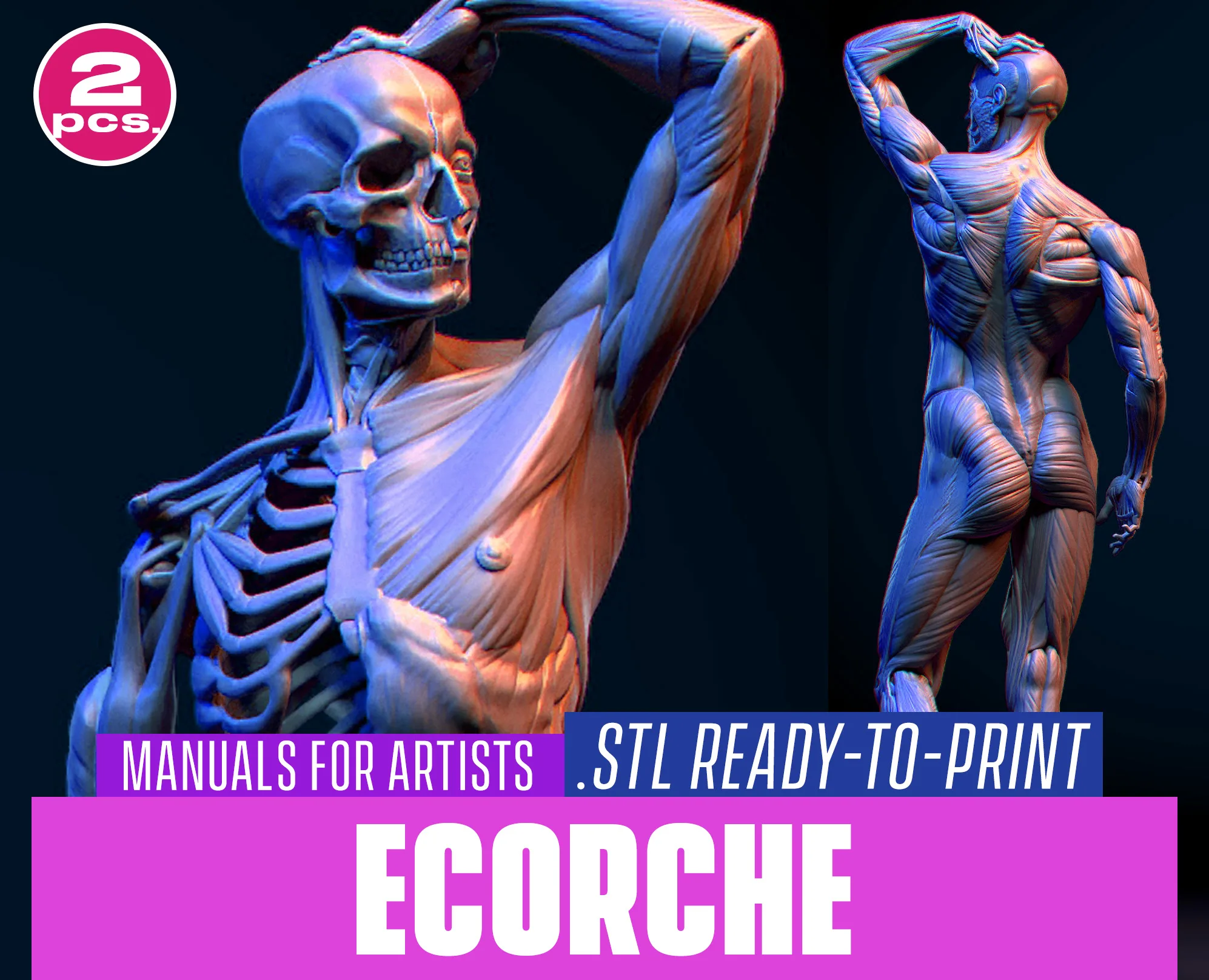 Ecorche for 3d printing. STL