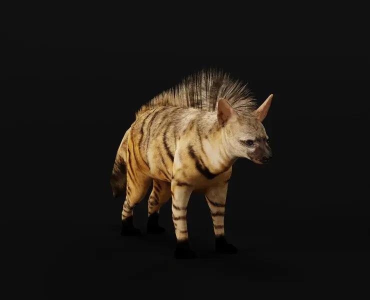 Aardwolf Hyena Animal