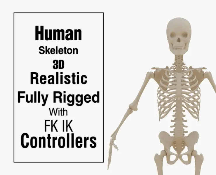 Realistic Human Skeleton