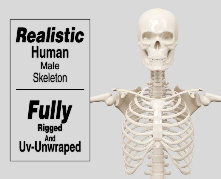 Realistic Human Male Skeleton