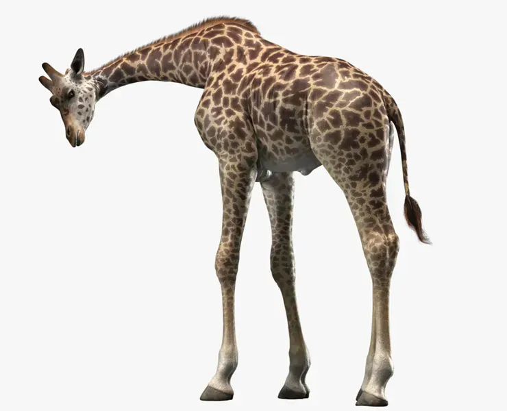 Giraffe Masai Rigged