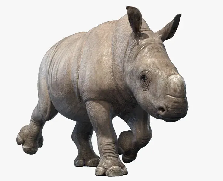 Rhino Baby Animated