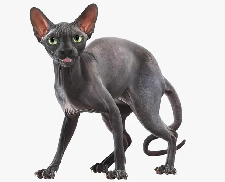 Sphynx Cat Black Rigged