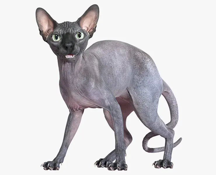 Sphynx Cat Black Standing Pose