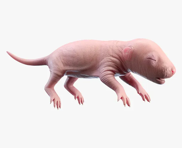 Rat Baby Newborn Pink