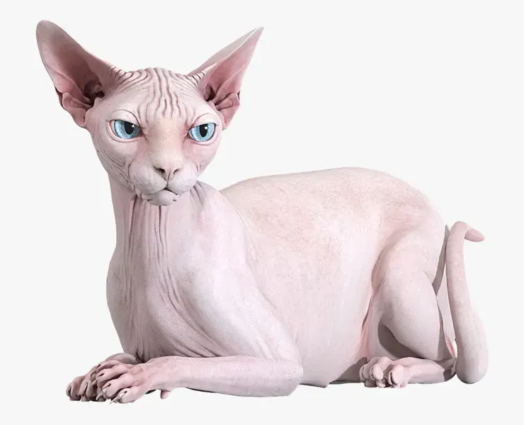 Sphynx Cat Pink Rigged