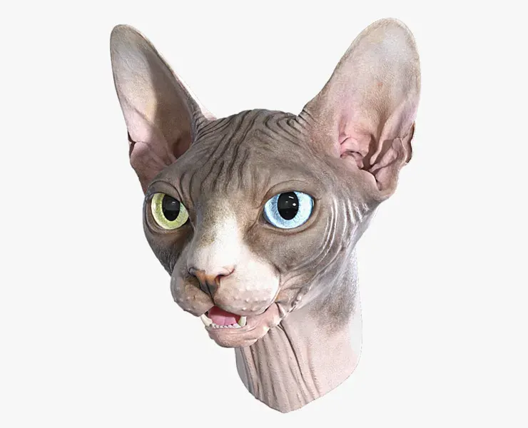 Sphynx Cat Head