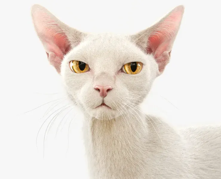 Cat White Fur Shorthair Animated XGen Core