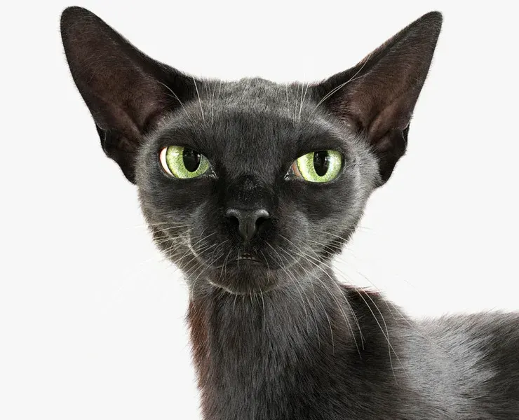 Cat Black Fur Shorthair Animated XGen Core