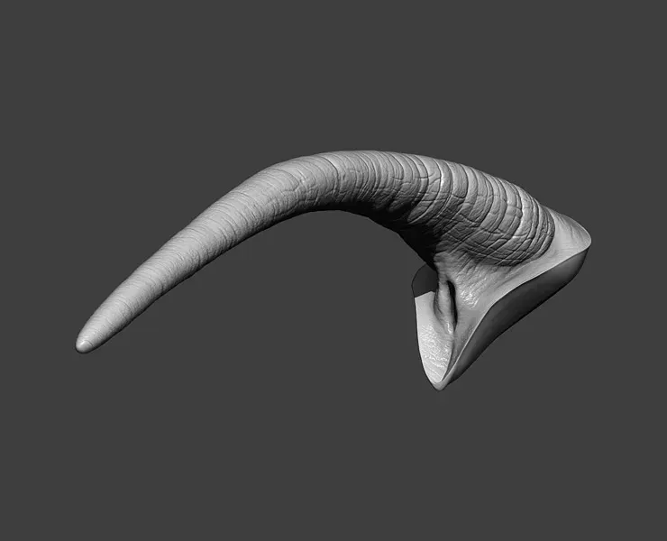 Rhino Tail Highpoly Sculpt