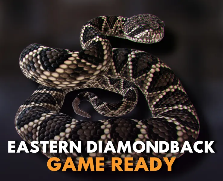 Eastern Diamondback Rattlesnake - Animated