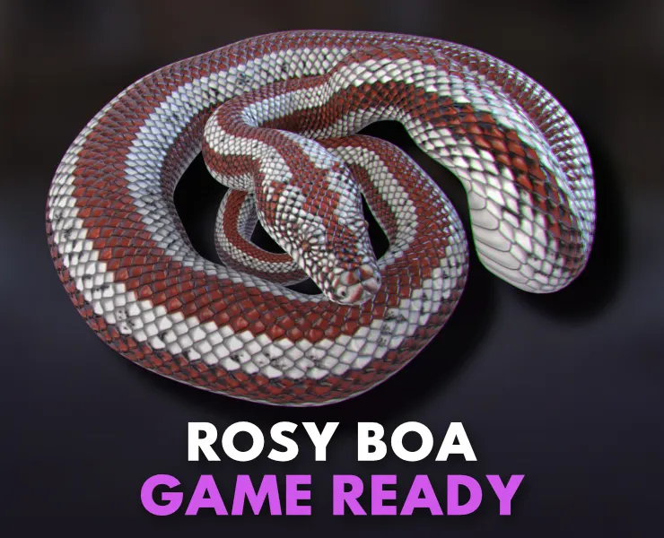 Rosy Boa - Animated