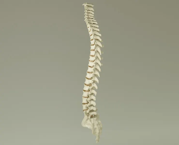 Vertebral Column Anatomy Model