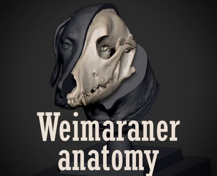 Weimaraner Dog Anatomy