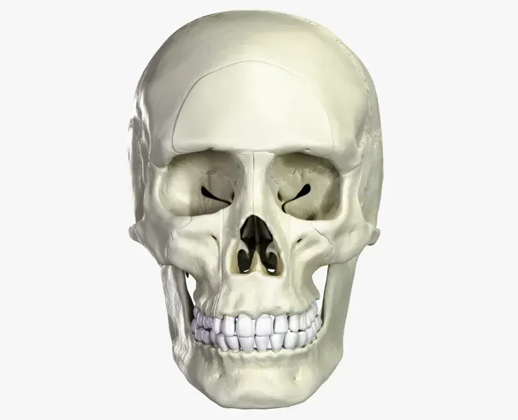 Anatomical atlas of the human skull