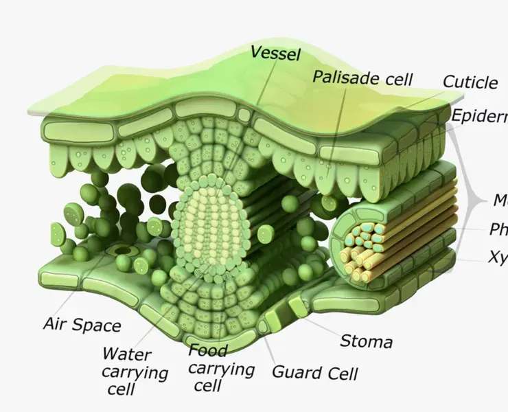 3D model Leaf Cross Section Anatomy