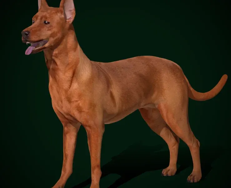 Zwergpinscher Dog Breed