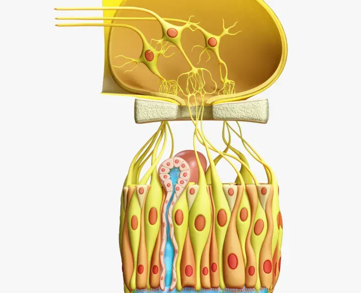 Olfactory Epithelium Microscopic Anatomy