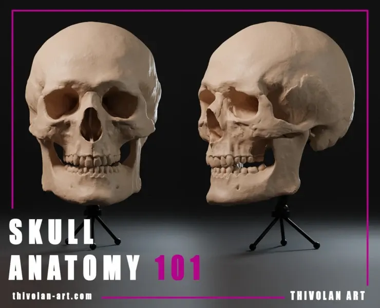 SKULL ANATOMY 101