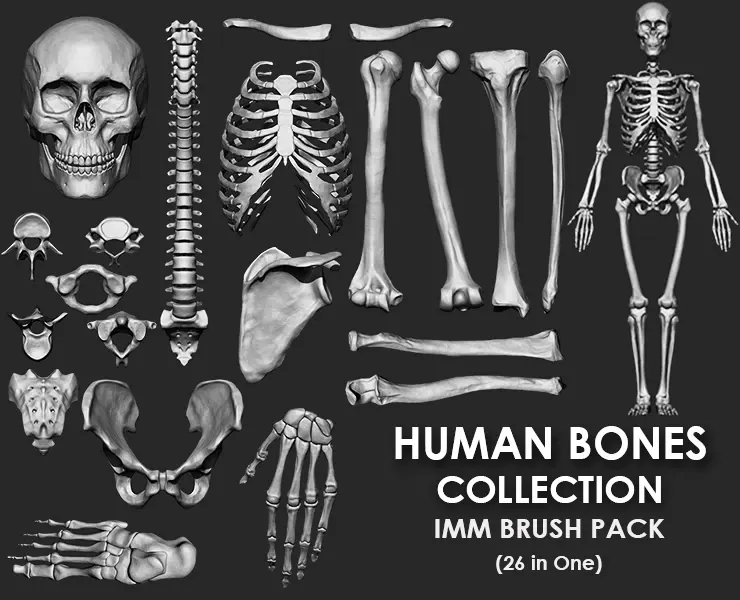 (Skeleton) Human Bones Collection IMM\Stl\Obj Brush Pack 26 in One