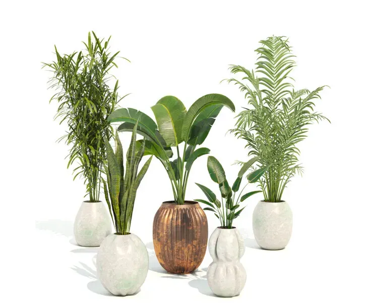 Indoor Plant Set 01